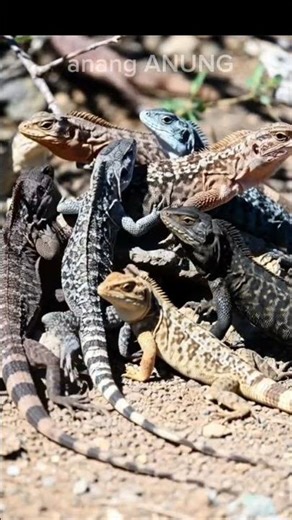 There are lots of these cute lizards #trending #shorts #lizard