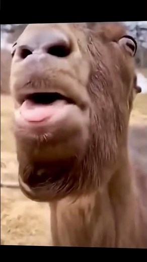 Funny Goat Speaking| Solution Everything