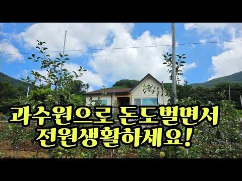 010_사과과수원과 주택 같이 매매합니다.고지대로 고당도 과수원입니다.