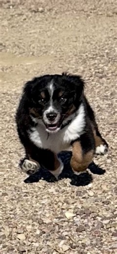 Mini Australian Shepherd Puppy | Dogs | KSL Classifieds