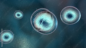 Mitosis.Cellular division under the microscope, stem cells dividing. Human cell, embryo.