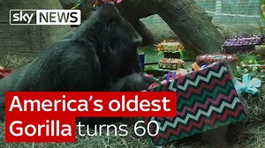 227K views · 570 shares | Colo the Gorilla has just turned 60, and she's the oldest Gorilla in America | Sky News | Facebook