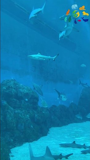 SHARKS Are More BEAUTIFUL Than You Think - Breathtaking Ocean Footage 🦈#bbcearth #nationalgeographic