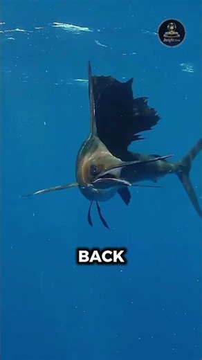 The Fastest Animal in the Ocean 🐟 || #animalfacts #oceanfacts #amazingfacts