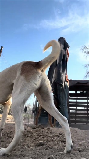 Une histoire de couverture 🤣🤣#refuge #lesecuriesdelaroseraie