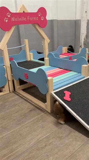 Training and playing time 😊 | Australian Shepherds For Adoption