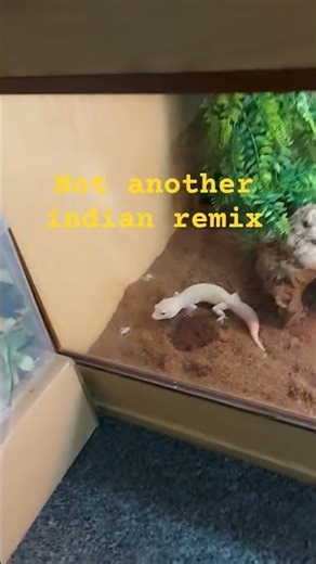 indian fein remix #gecko #indian #fein #remix