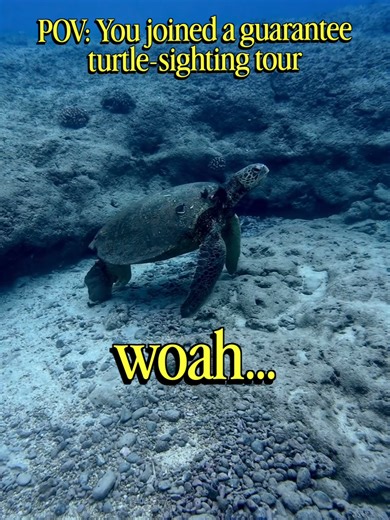 dude, Crush would think like, you totally rock if you joined our tour Come and join the best turtle snorkeling tour on Oahu with Turtles and You, having guaranteed sightings of turtles in Turtle Canyon! Enjoy our special New Years 26% off special for all of our tours for a limited time!✨ #hawaii #oahu #turtle #seaturtle #nemo