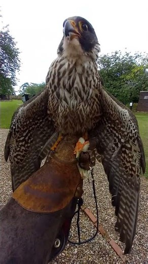 PEREGRINE POSING ON THE FIST