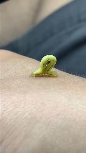 THIS TINY Creature Tricks Predators 🐛 #shorts