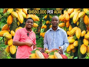 How To Start a Successful Cocoa Farm as a BEGINNER in Ghana in 2024 - DETAILED 🇬🇭 #cocoa #cocoabombs