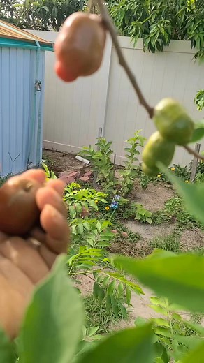 At it again harvesting more plums in full season ☺️🪴🏡 #harvesting #gardening #fruits | Semone Withflava