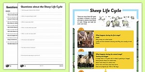 Sheep Life Cycle Differentiated Reading Comprehension Activity