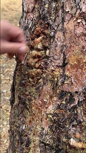 How to identify a Pine Tree for its sap