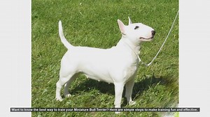 Effective Training Tips for Your Miniature Bull Terrier