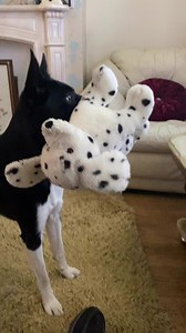 Barney to the rescue | Stephen Kelleher