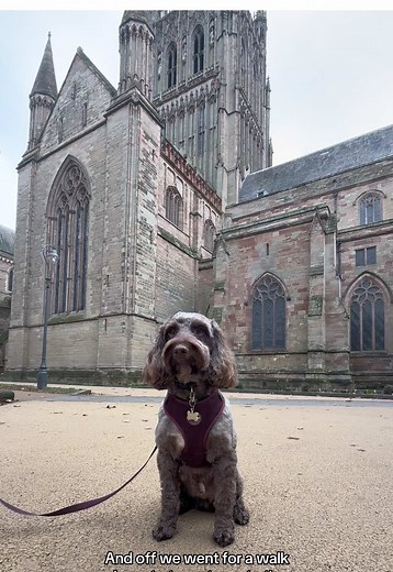 Today’s activities: @WorcesterCathedral A walk round the Christmas Tree Festival 🎄 @Paw&CoWorcester Bought a treat and check on my @Alfie’s Accessories bows there 🎀 Kynd Folk for a pup cup 😋 #alfiethecockapoo22 #fyp #viral #christmas