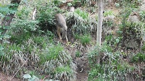 59K views · 382 reactions | This video clip by Ranger Emily Lozen at...