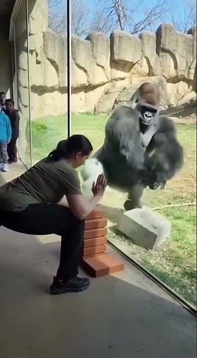 nLearn and Apply Instantly: Gorilla Mimics Visitor's Move and Smashes a Giant Rock to Dust
