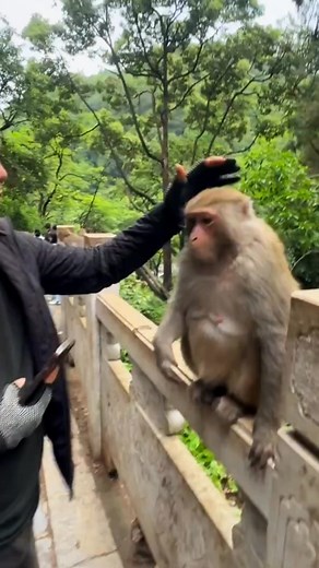 1M views · 10K reactions | My friend #monkeys #monkey #monkeysofinstagram #animals #wildlife #nature #wildlifephotography #monkeylove #animal #primates #photography #babymonkey #monkeyseemonkeydo #primate #monkeymemes #monkeyface #naturephotography #ape #animalphotography #zoo #travel #monkeyingaround #funnymonkey #chimpanzee #monkeybusiness #love #apes #cutemonkey #monkeyking #animalsofinstagram | Monkeys China | Facebook