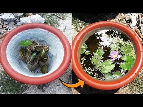 Making A Mini Pot with Water Lily