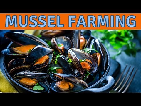 Is Farming Mussels The Most Sustainable Seafood Grown in Aquaculture?