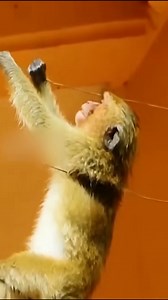 1.6K views · 29 reactions |  Electric shock https://usanews6.com/monkey-electric-shock-and-heavy-injured | Family Monkey | Facebook