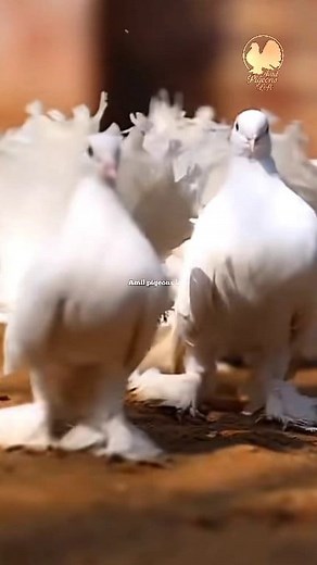 Fantail pigeon #indianfantail #TigerFantail #GrizzleFantail #FantailPigeon #FancyPigeon #PigeonLover #PigeonShow #FancyBirds #PigeonBreeding #BirdLovers | AmiL pigeons loft