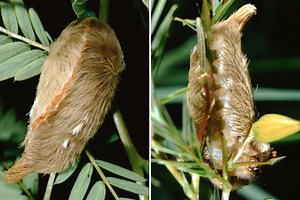 Poisonous caterpillars that cause people to vomit are invading American homes
