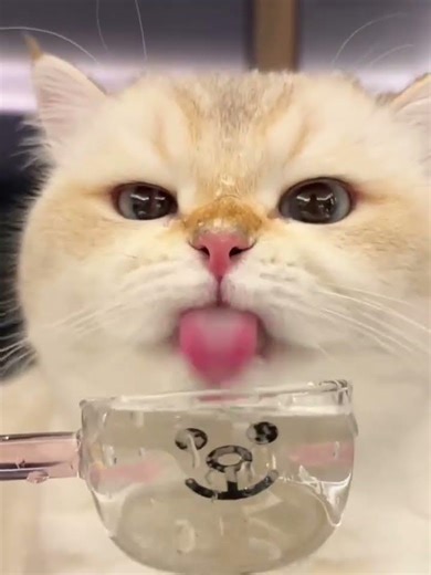 Num Num haus Batalin dulu #catshorts #catsvideo #cat #kucinglucu #fypviral