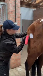 Ridurre un cavallo a una tela su cui “disegnare” non è creatività: è mancanza di rispetto. La pratica del Body clipping artistico – radere il pelo degli animali per creare disegni, loghi o figure decorative – può sembrare divertente, ma non tiene conto della loro natura. Il mantello serve a proteggere dal freddo, dagli insetti e dagli sbalzi termici. Usarlo come superficie per esprimere l’ego umano significa ignorare ciò che il cavallo è davvero: un essere senziente, non una tavola da esporre su