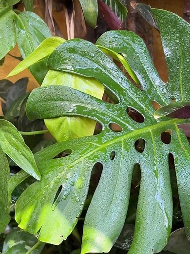 Fungicida Casero con Lejia de Ceniza: Prevenir Hongos y Plagas