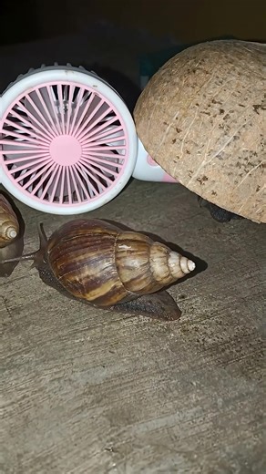 The creepy snail woke up from its sleep #snails