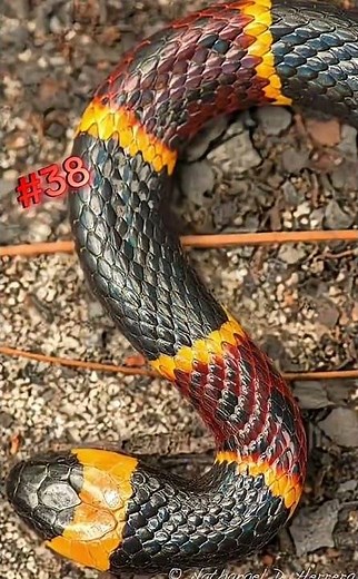 #38 La Serpiente Coral: Pequeña, Colorida y Extremadamente Venenosa 🐍🔥 #vidasalvaje #snake