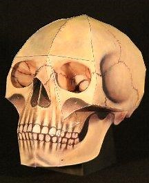 Human skull papercraft