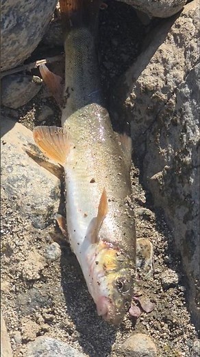 Hunting fish in Beautiful place in swat #fishing #beautiful #pleace #swat