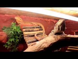 Evolution aménagement terrarium Pogona vitticeps