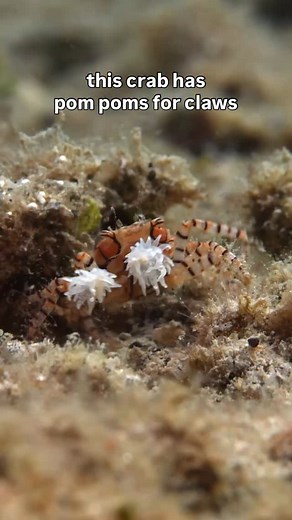It’s not because it’s a cheerleader — the pom pom crab holds anemones in its claws to help it defend itself and even catch prey Link in @cbcdocs bio to watch the full episode of The Nature of Things 101 on CBC Gem and The Nature of Things YouTube 📺 | CBC Docs