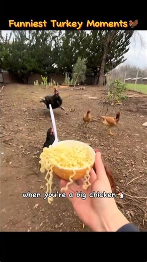 Funniest turkey moments 🦃🦃🦃