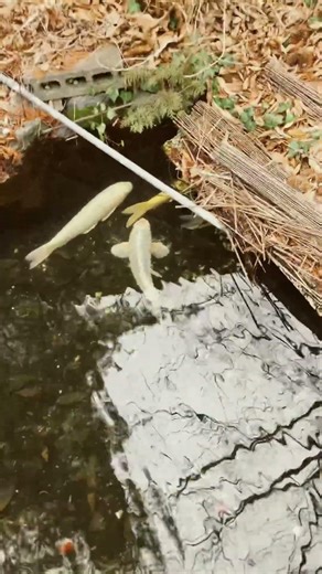 今日のコイちょっと動く日#nature