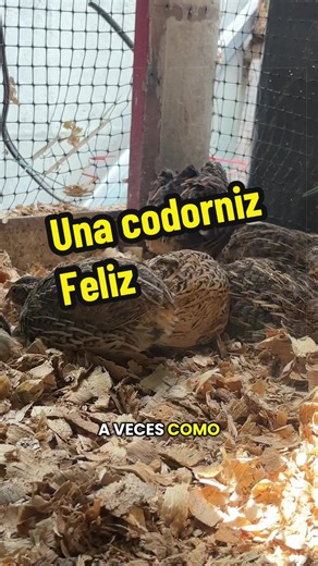 #Codornices #codorniz #codornizorotina | condor