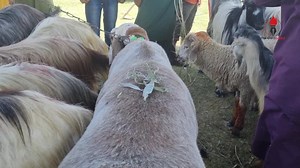 Dumba a sacrificial animal mentioned in The Holy Quran. Price 1.5 lakh available at eidgah Srinagar | Mobile bazaar fan club