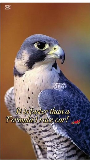 🦅 Discover amazing facts about the Peregrine Falcon!
