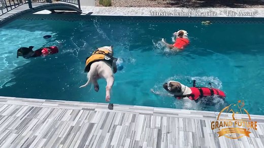 Grand Future American Bulldogs - Macho, Baby, Kansas, and Kiss cooling off in the hot Nevada heat. For information about us and upcoming puppies, please visit: http://www.grandfuturekennel.com | Grand-Future Kennel