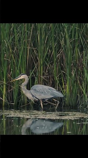 Mirror Mirror in the Marsh: Stunning Great Blue Heron Tiptoeing for Prey