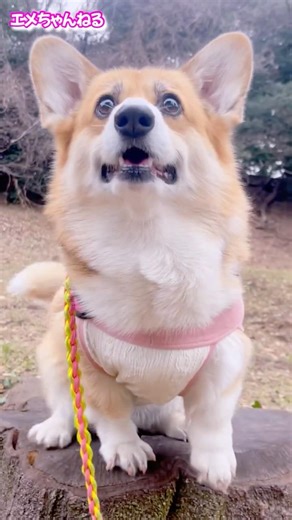 切り株コーギー #corgi #さんぽ #shorts