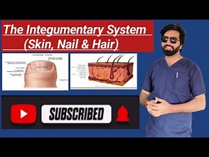 The Integumentary System \r(Skin, Nail & Hair) part 2.