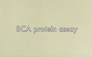 BCA Protein Assay