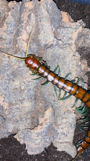 1.2K views · 24 reactions | Mint-Leg Centipede Scolopendra sp. “Mint Legs” . . . . . . #scolopendra #arthropod #wildlife #nature #giantcentipede #centipede #invertebrate #myriapod #wow #chilopod #scolopendramintleg #scolopendraspmintleg #scolopendramintlegs #scolopendraspmintlegs #mintlegcentipede #bugs #animals #arachnid #insect #entomology #entomemeology # | Luv Exotics | Facebook