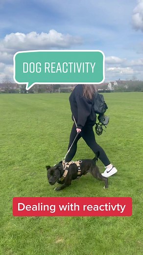 Staffy Reactivity Training: Coexisting with Other Dogs